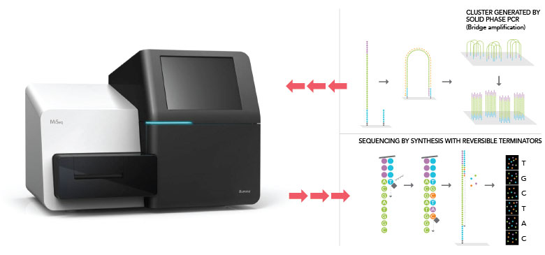 PCR & NGS Process | Next-Gen DNA Sequencing