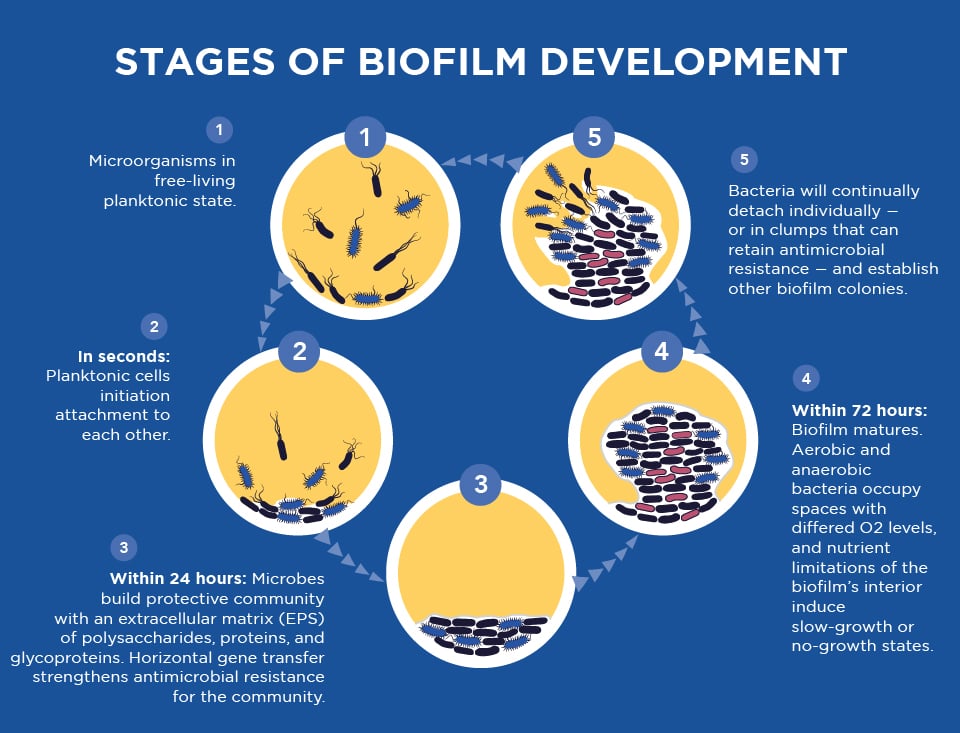 stages of biofilm development